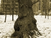 tree_.jpg