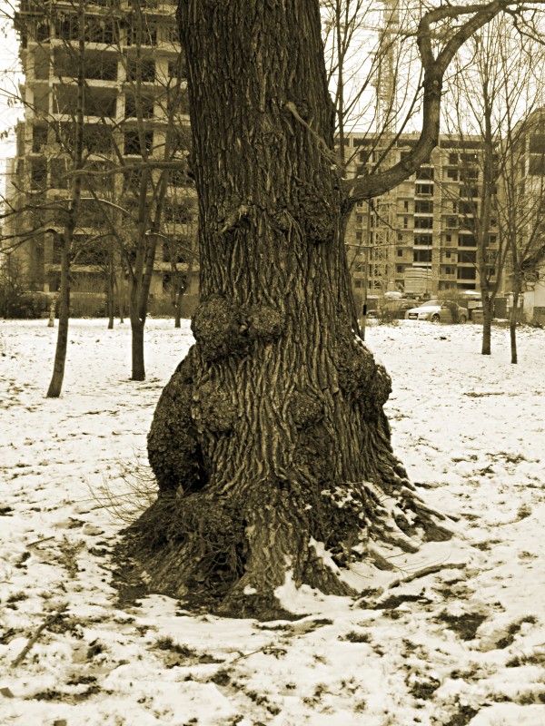 tree_.jpg